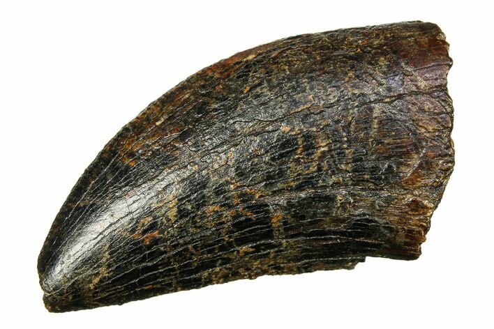 Serrated, Fossil Tyrannosaurus (T-Rex) Tooth - Wyoming #299754